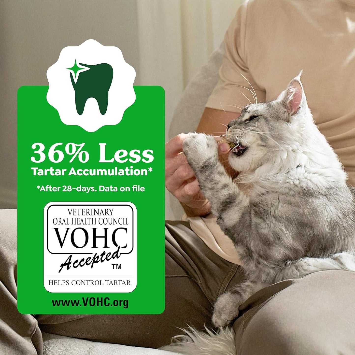 Greenies Cat Treats: The Veterinarian-Recommended Dental Chews
