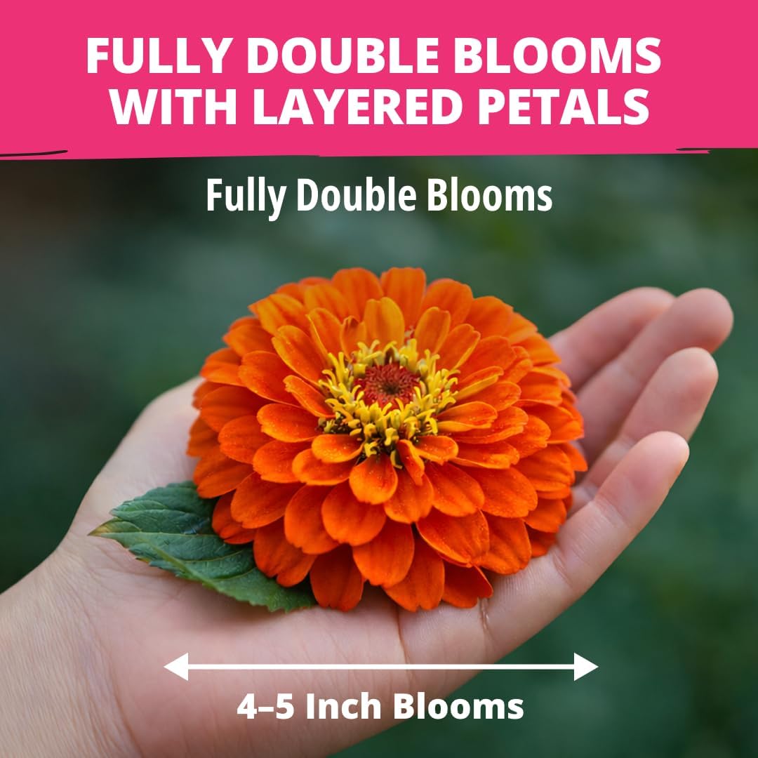 Brighten Up Your Garden with HOME GROWN Zinnia Dahlia Seeds