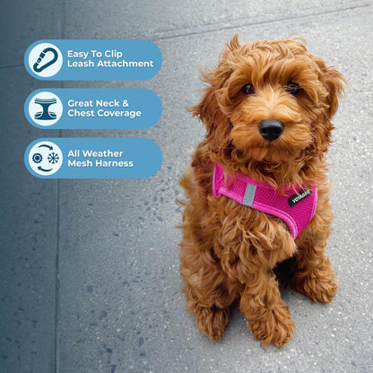 Hands-Free Walks with The Best Pet Supplies Voyager Step-in Air Harness