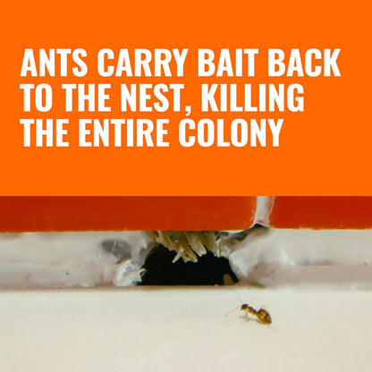 Terro Ant Killer Bait Stations: A Simple Solution to Indoor Ant Control