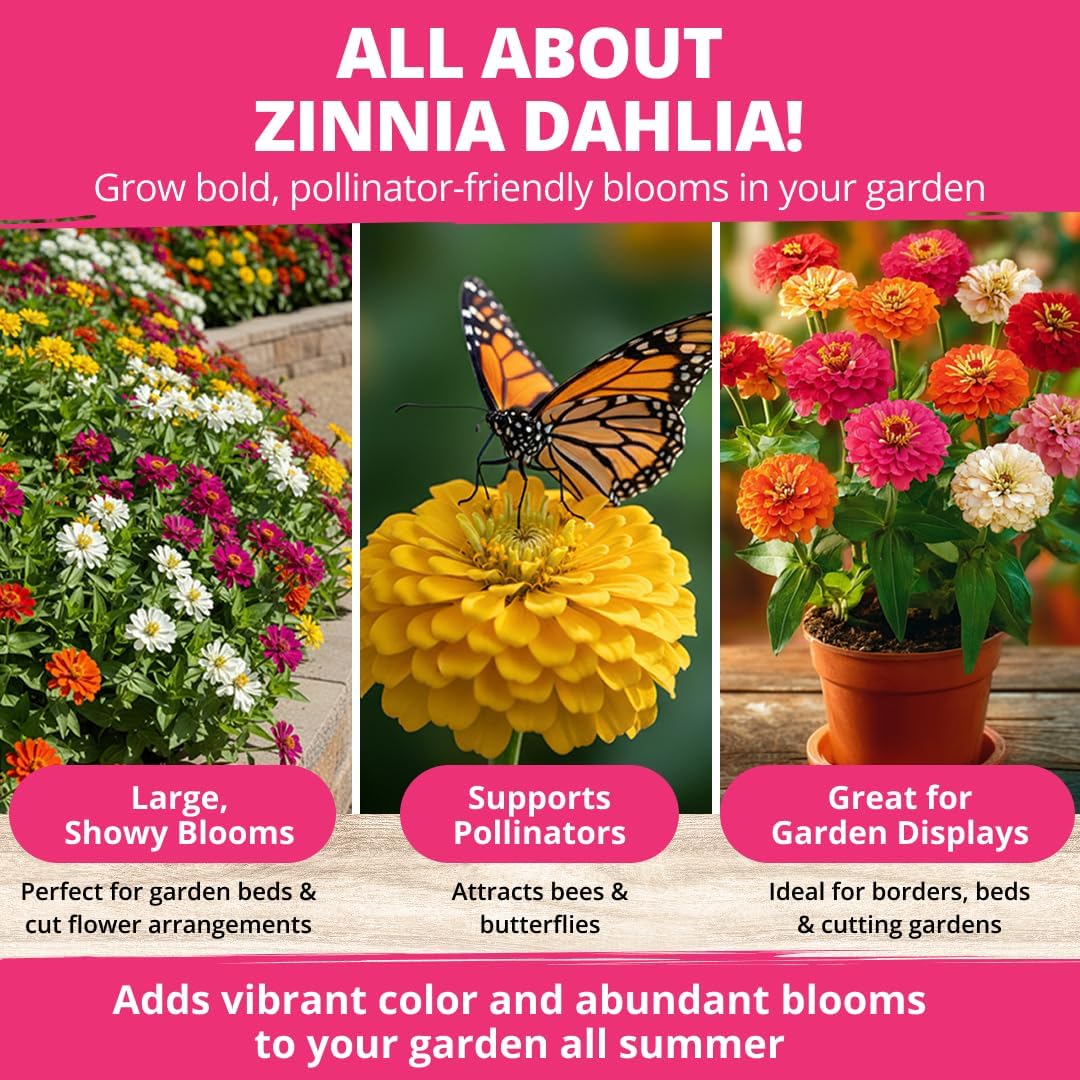 Brighten Up Your Garden with HOME GROWN Zinnia Dahlia Seeds