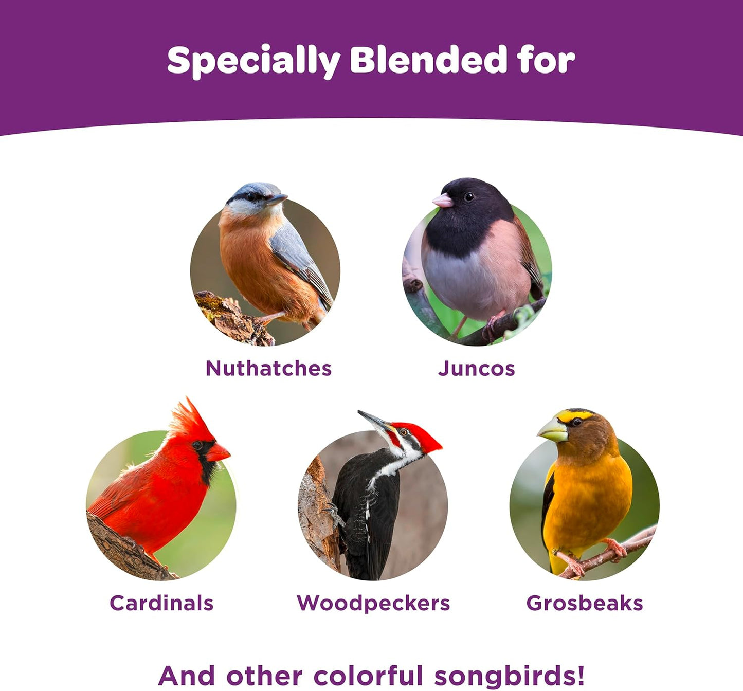 Kaytee Nut & Fruit Wild Bird Seed: A Premium Blend for Your Feathered Friends