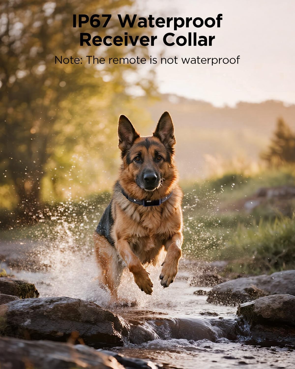 BLACKDOG Military Dog Shock Collar Review: A Game-Changer for Dog Training?