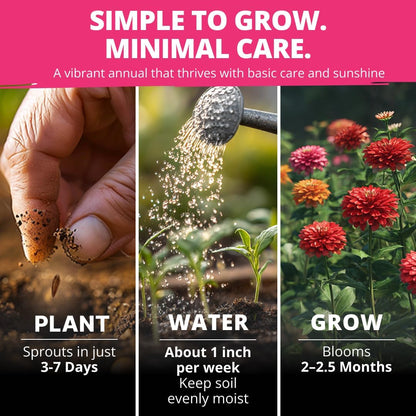 Brighten Up Your Garden with HOME GROWN Zinnia Dahlia Seeds