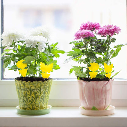 Fruit Fly Traps That Actually Work: 36 Pack Yellow Sticky Bug Traps