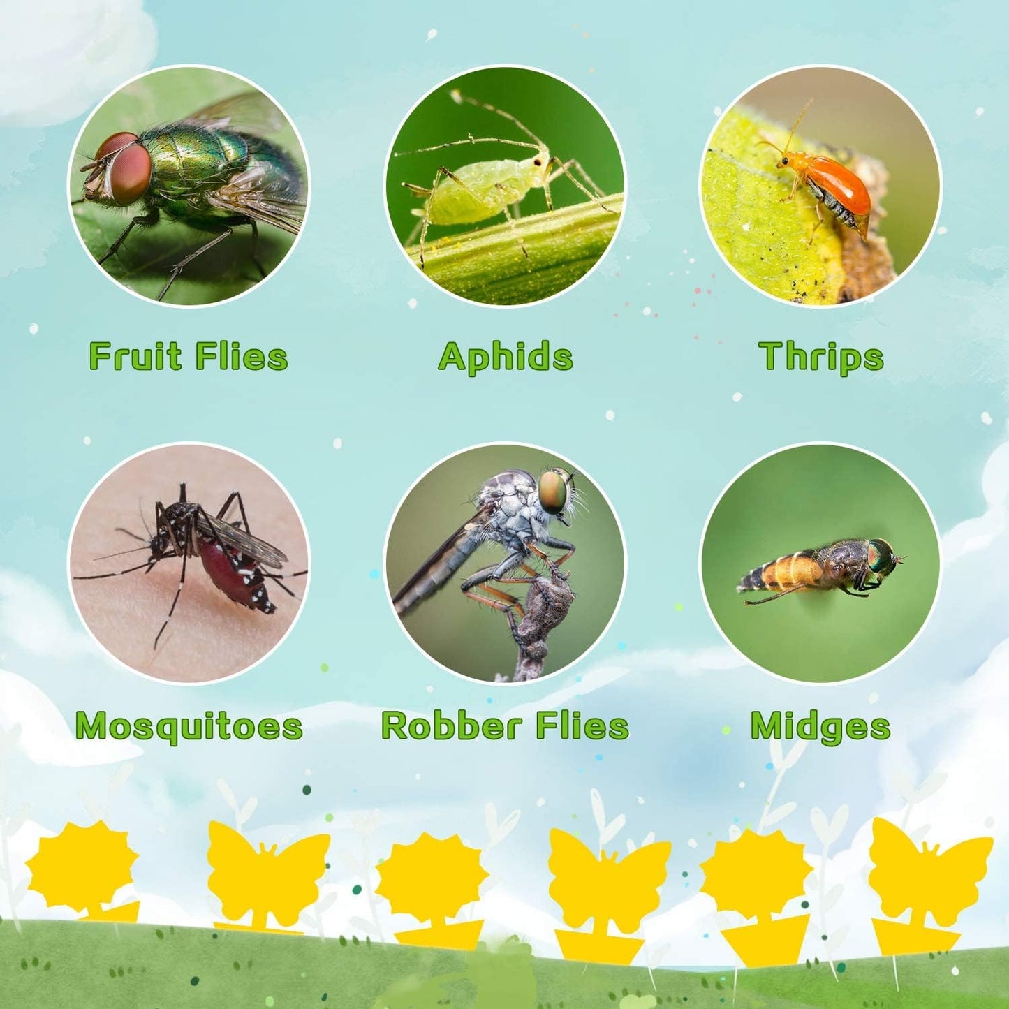 Fruit Fly Traps That Actually Work: 36 Pack Yellow Sticky Bug Traps