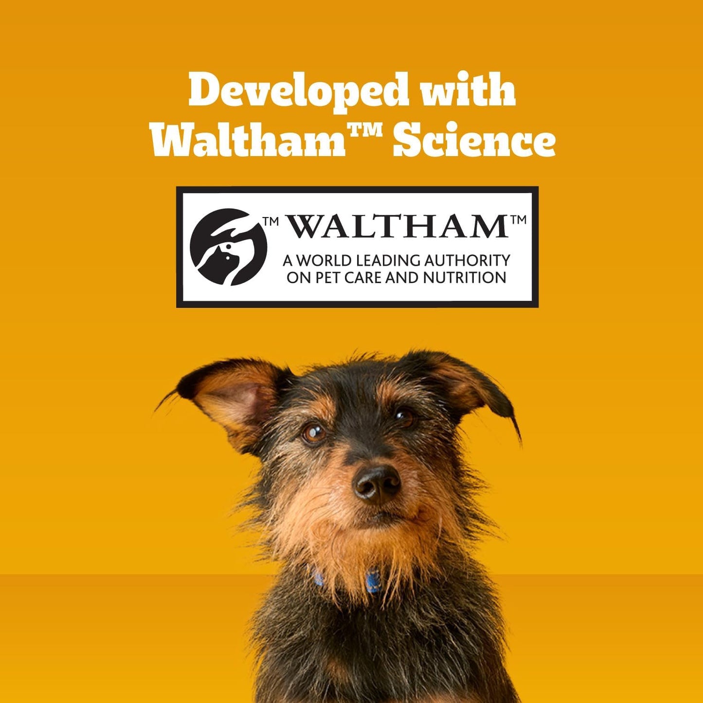Pedigree Dentastix Large Dog Treats: A Game-Changer for Your Furry Friend's Dental Health