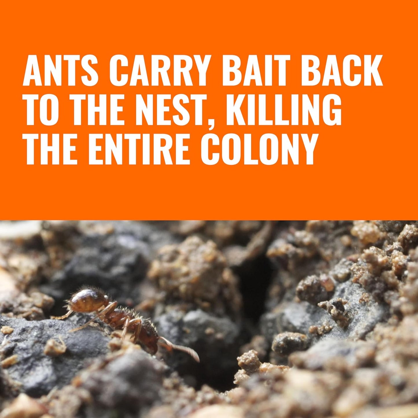 TERRO Outdoor Liquid Ant Bait Stakes: A Simple Solution to Ant Infestations