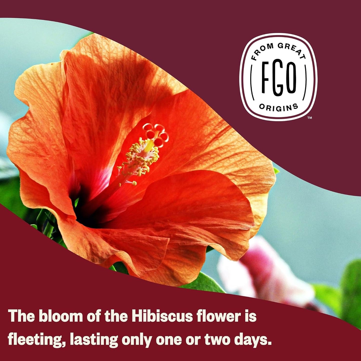 FGO Organic Hibiscus Tea: A Soothing, Eco-Friendly Brew