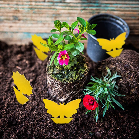 Fruit Fly Traps That Actually Work: 36 Pack Yellow Sticky Bug Traps
