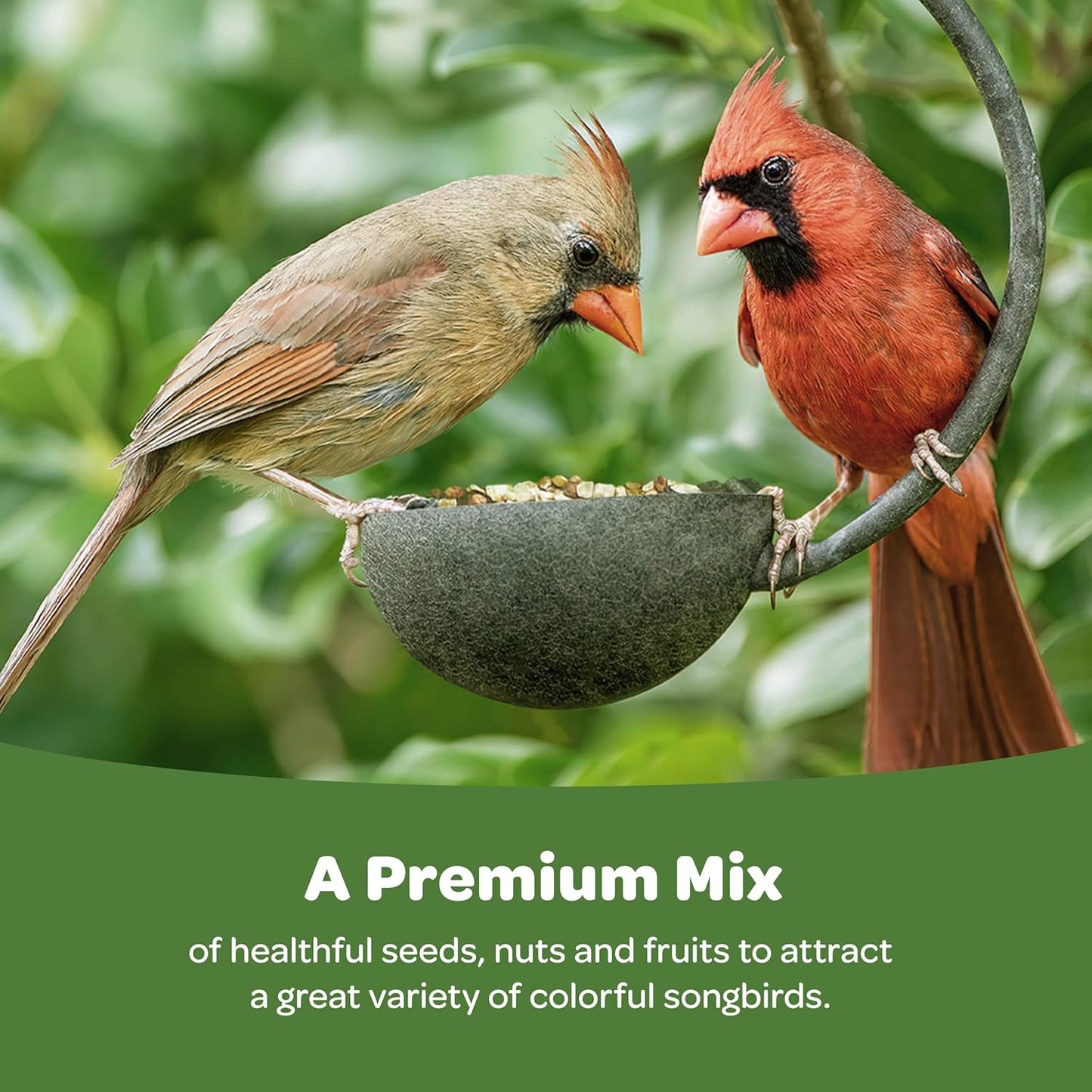 Kaytee Ultimate Birder's Blend Food: A Haven for Songbirds