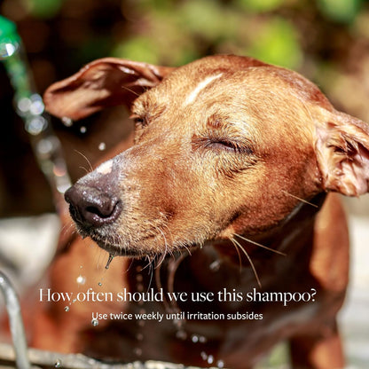 Veterinary Formula Clinical Care Antiseptic and Antifungal Medicated Shampoo