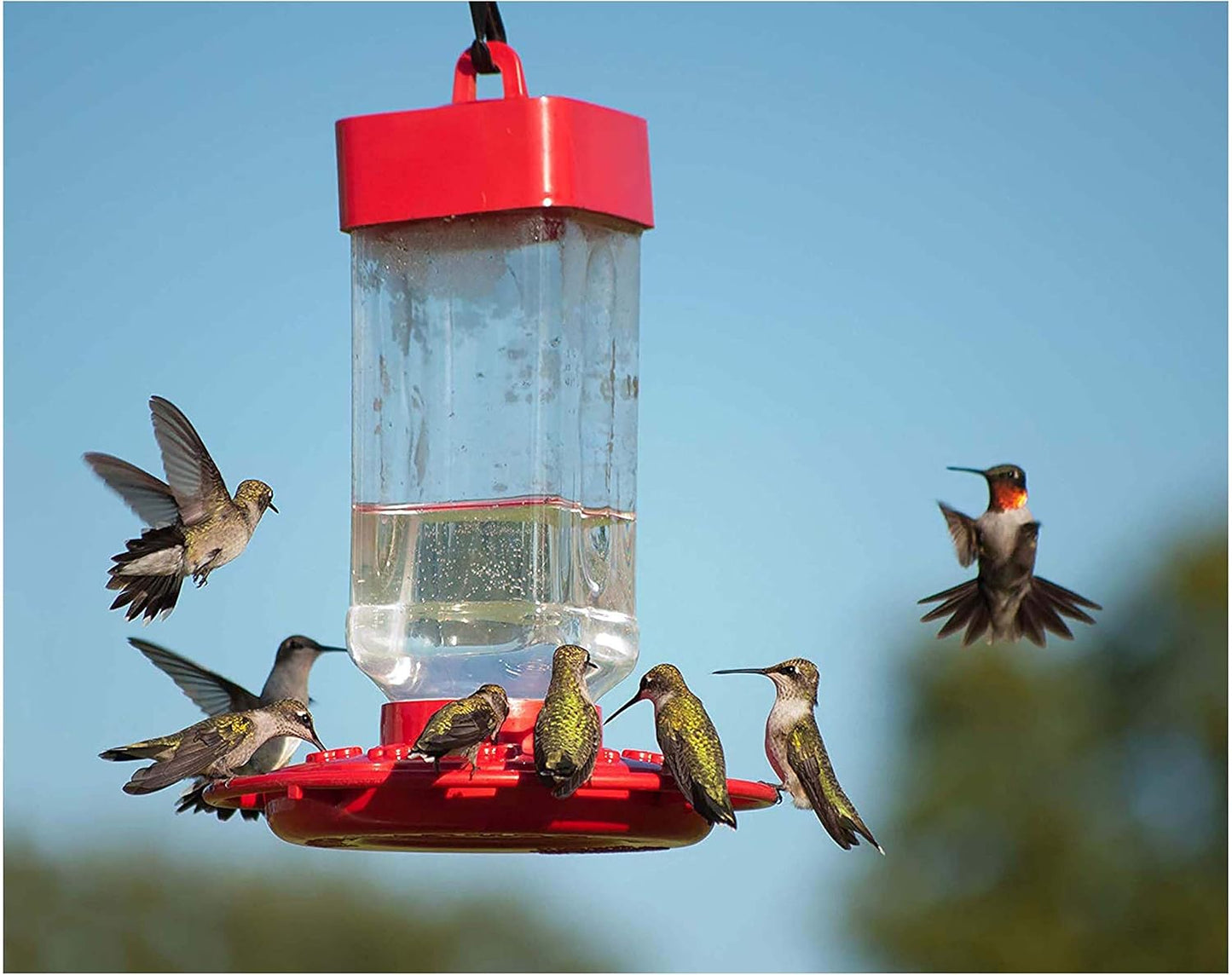 Kaytee Hummingbird ElectroNectar: A Game-Changer for Your Feathered Friends