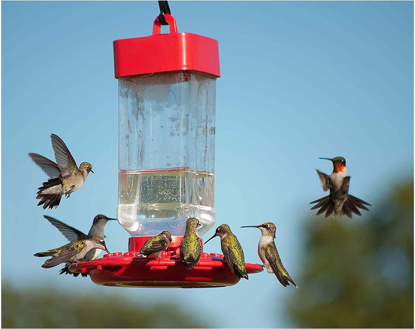 Kaytee Hummingbird ElectroNectar: A Game-Changer for Your Feathered Friends