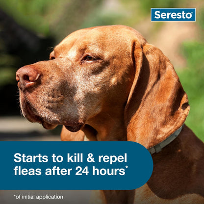Seresto Flea & Tick Collar: Effective Protection for Your Dog